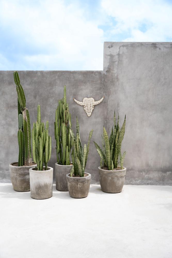 BULL SHELL WALL ART | WHITE - Green Design Gallery